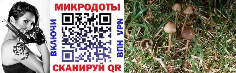 Галлюциногенные грибы мицелий  цены наркотик  Магас 